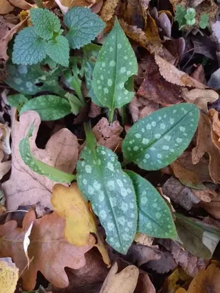 Lungwort / Bethlehem sage (Pulmonaria saccharata), foliage