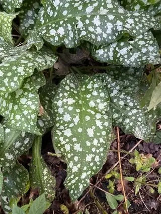 Lungwort / Bethlehem sage (Pulmonaria saccharata), mature form