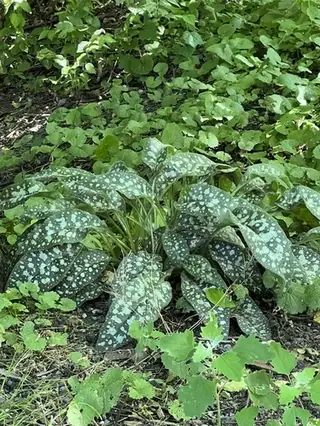 Lungwort / Bethlehem sage