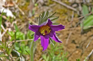 European Pasque Flower (Pulsatilla vulgaris), habit