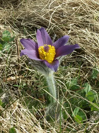 European Pasque Flower (Pulsatilla vulgaris), mature form