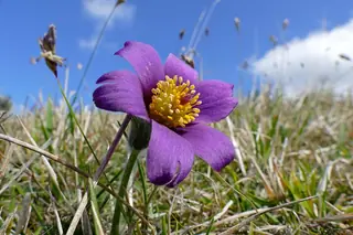 European Pasque Flower (Pulsatilla vulgaris), foliage