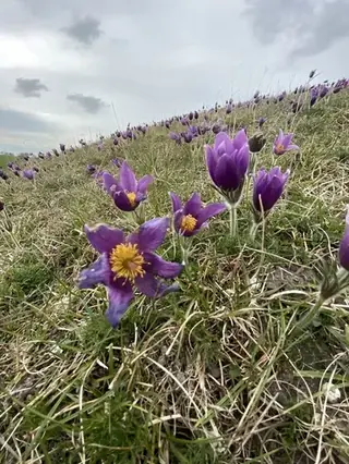 European Pasque Flower