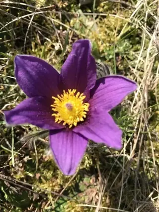 European Pasque Flower (Pulsatilla vulgaris), fall color