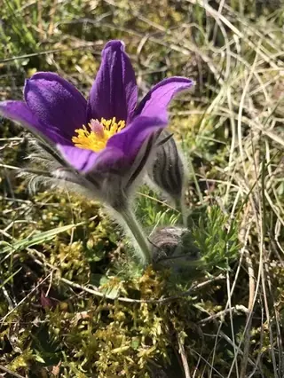 European Pasque Flower (Pulsatilla vulgaris), bloom