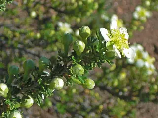Cliffrose (Purshia mexicana), mature form