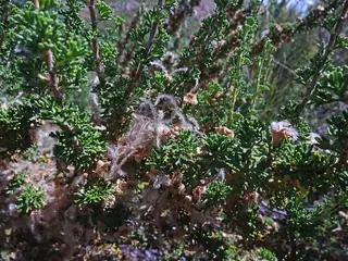 Cliffrose