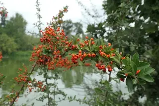 Scarlet firethorn (Pyracantha coccinea), bloom