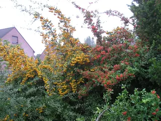 Scarlet firethorn (Pyracantha coccinea), mature form