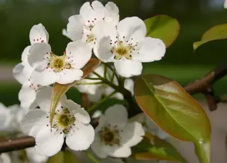 Bartlett Pear (Pyrus), foliage