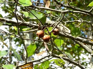 Bartlett Pear (Pyrus), mature form