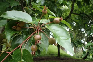 Ussurian: Prairie Gem Pear (Pyrus ussuriensis), bloom