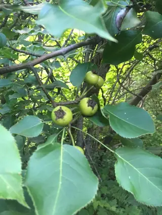 Ussurian: Prairie Gem Pear (Pyrus ussuriensis), fall color