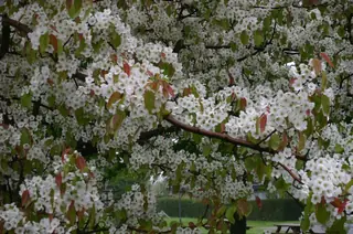 Ussurian: Prairie Gem Pear (Pyrus ussuriensis), habit