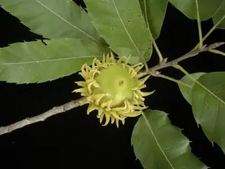 Sawtooth Oak (Quercus acutissima), mature form