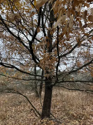 Oak, Sawtooth