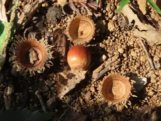 Sawtooth Oak (Quercus acutissima), foliage