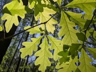 White Oak (Quercus alba), bloom