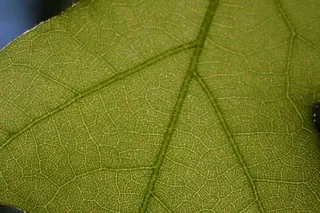 White Oak (Quercus alba), habit