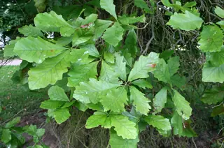 Swamp White Oak (Quercus bicolor), foliage