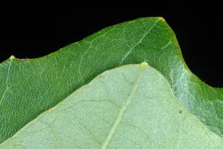 Swamp White Oak (Quercus bicolor), habit