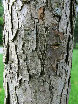 Swamp White Oak (Quercus bicolor), fall color