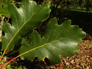 Swamp White Oak (Quercus bicolor), bloom