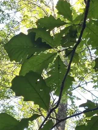 Swamp White Oak (Quercus bicolor), mature form