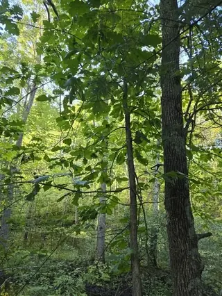 Oak, Swamp White
