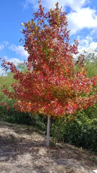Texas Red Oak (Quercus buckleyi), mature form