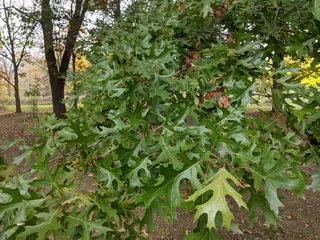Northern Pin
