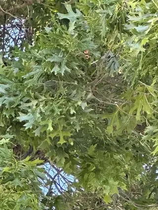 Northern Pin (Quercus ellipsoidalis), fall color