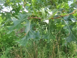 Northern Pin (Quercus ellipsoidalis), foliage