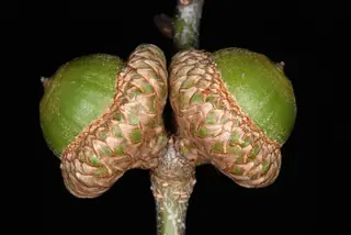 Shingle Oak (Quercus imbricaria), habit