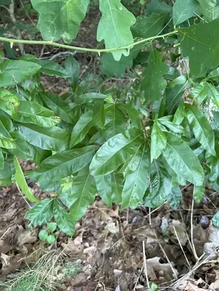 Shingle Oak (Quercus imbricaria), foliage