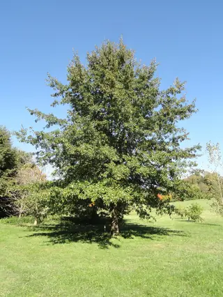 Oak, Shingle