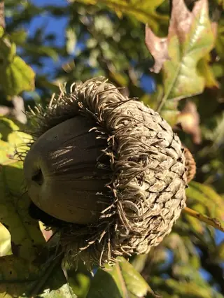 Bur Oak (Quercus macrocarpa), mature form