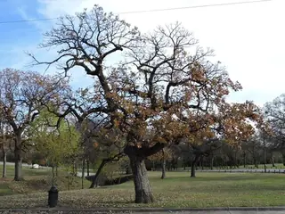 Oak, Bur