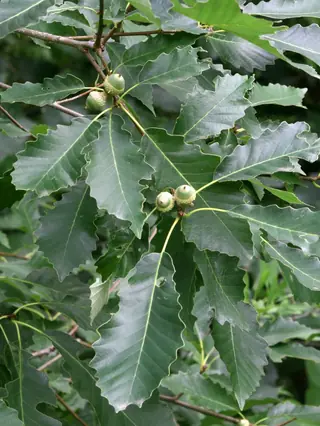 Chinkapin Oak (Quercus muehlenbergii), bloom