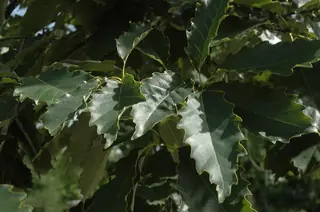 Chinkapin Oak (Quercus muehlenbergii), mature form