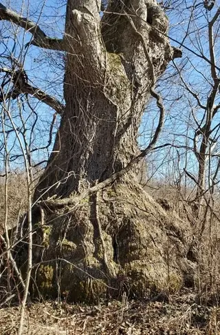 Oak, Chinkapin