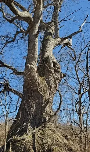 Chinkapin Oak (Quercus muehlenbergii), foliage