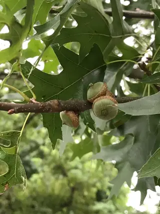 Pin Oak (Quercus palustris), fall color