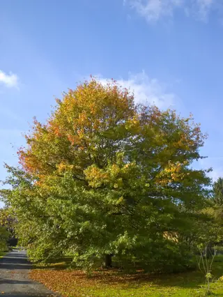 Pin Oak