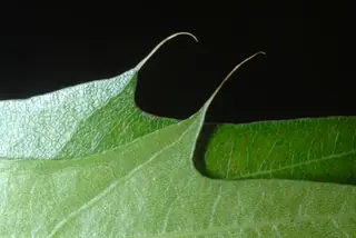 Pin Oak (Quercus palustris), habit