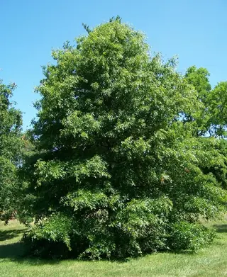 Pin Oak (Quercus palustris), mature form