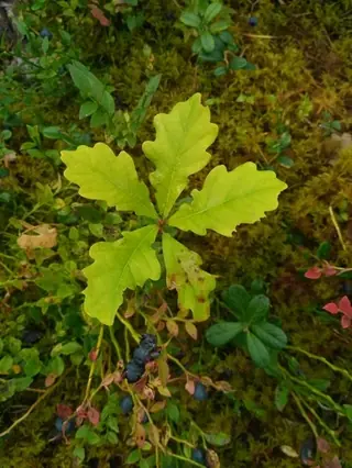 English Oak (Quercus robur), foliage