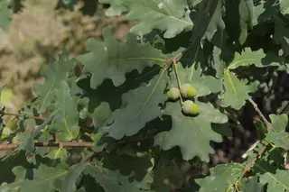 English Oak (Quercus robur), mature form