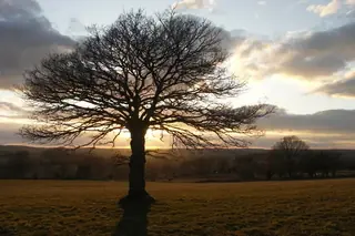 Oak, English