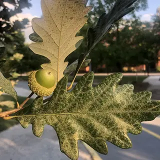 Oak (Quercus robur x bicolor), mature form